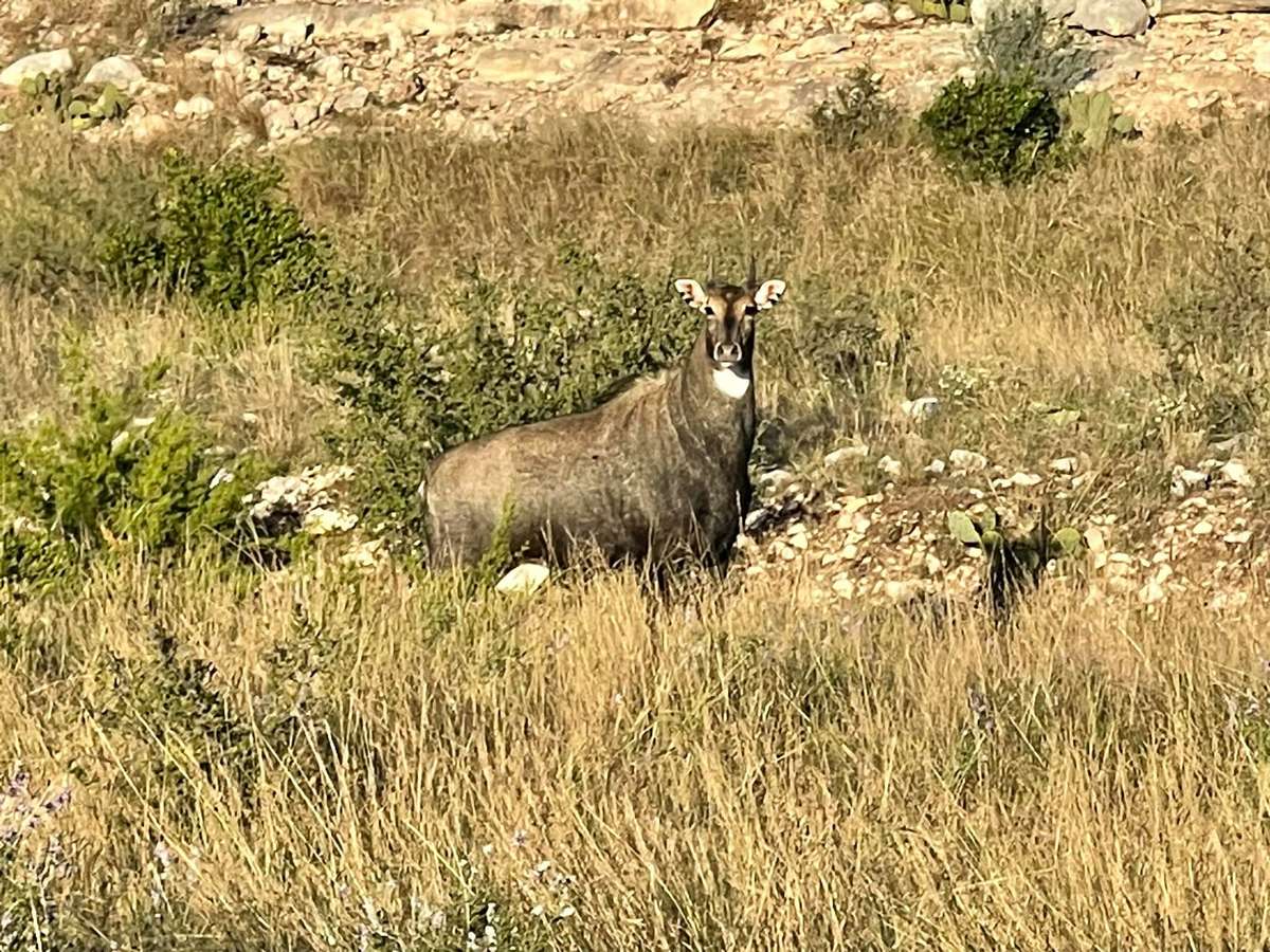 Nilgai Nilgai